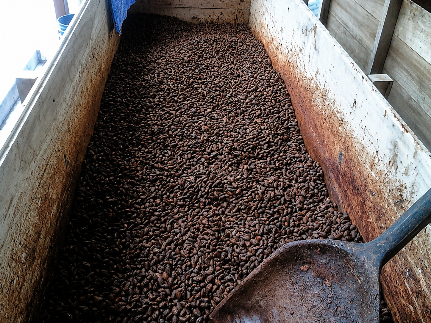 Fermentación en cajones de madera